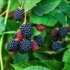 Arapaho Thornless Blackberry Live Plants - Pack of 2, 4-8 Inch Tall, Fruit Bearing Shrub - Image 4