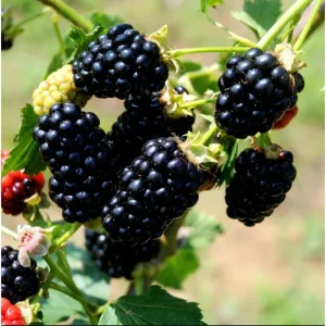 Arapaho Thornless Blackberry Live Plants - Pack of 2, 4-8 Inch Tall, Fruit Bearing Shrub - Image 6
