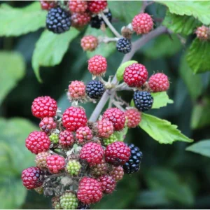 Arapaho Thornless Blackberry Live Plants - Pack of 2, 4-8 Inch Tall, Fruit Bearing Shrub - Image 7