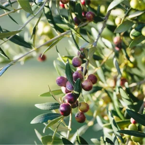 Arbequina Olive Live Plants - Set of 2 Fruit Trees, 6-10 Inch Tall, No Pot - Image 4