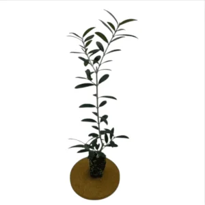 Arbequina Olive Live Plants - Set of 2 Fruit Trees, 6-10 Inch Tall, No Pot - Image 5