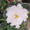 Arctic Frost African Violet Live Plant, 4 Inch Pot, Potted Houseplant - Image 1