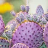 Arizona Purple Prickly Pear Cactus Seeds - Opuntia Macrocentra - Rare Purple Cacti - Image 1