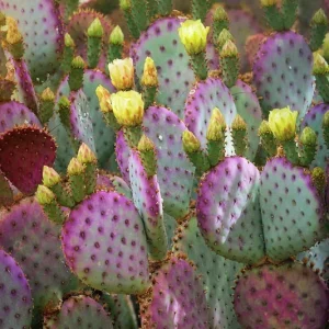 Arizona Purple Prickly Pear Cactus Seeds - Opuntia Macrocentra - Rare Purple Cacti - Image 2