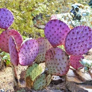 Arizona Purple Prickly Pear Cactus Seeds - Opuntia Macrocentra - Rare Purple Cacti - Image 3