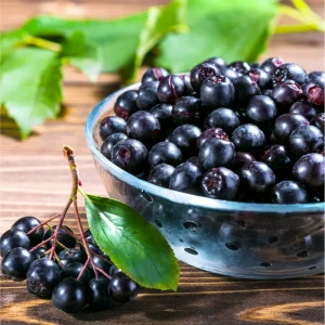 Aronia Berry Live Plant - Black Chokeberry Shrub, 5-10 Inch Tall Edible Fruit - Image 3