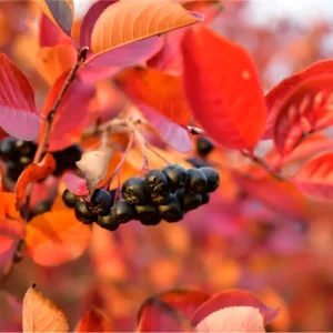 Aronia Berry Live Plant - Black Chokeberry Shrub, 5-10 Inch Tall Edible Fruit - Image 4