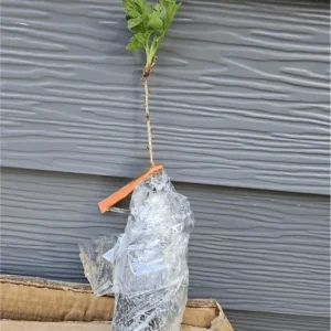 Aronia Berry Live Plant - Black Chokeberry Shrub, 5-10 Inch Tall Edible Fruit - Image 7