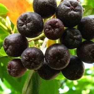Aronia Black Chokeberry Cuttings Set of 12 Unrooted - Fast Growing Outdoor Shrub - Image 2