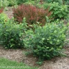 Aronia Black Chokeberry Cuttings Set of 12 Unrooted - Fast Growing Outdoor Shrub - Image 1