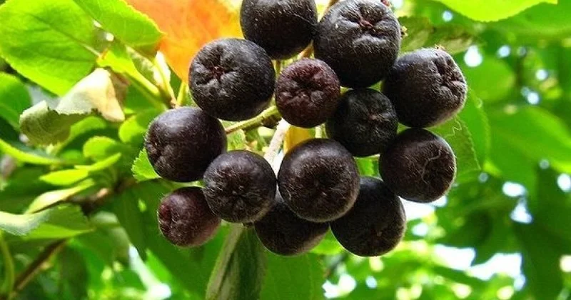 Aronia Black Chokeberry Unrooted Cuttings - Set of 12 - Fast Growing Outdoor Shrubs - Image 2