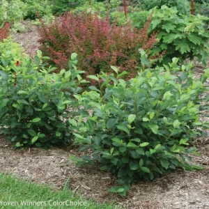 Aronia Black Chokeberry Unrooted Cuttings - Set of 12 - Fast Growing Outdoor Shrubs - Image 1