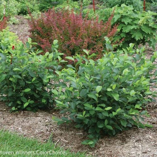 Aronia Black Chokeberry Unrooted Cuttings - Set of 12 - Fast Growing Outdoor Shrubs - Image 1
