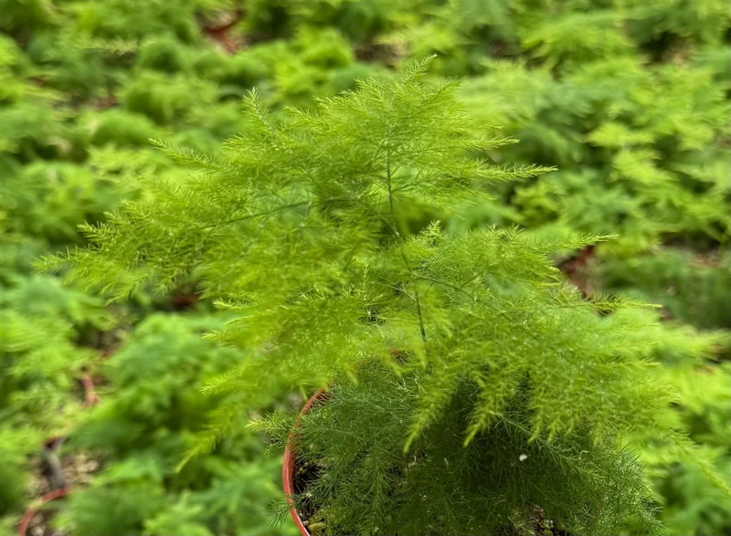 Asparagus Fern Live Plant – 4 Inch Pot – Delicate Indoor Houseplant - Image 4