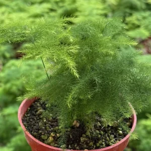 Asparagus Fern Live Plant – 4 Inch Pot – Delicate Indoor Houseplant - Image 1