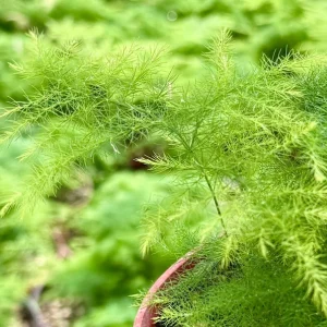 Asparagus Fern Live Plant – 4 Inch Pot – Delicate Indoor Houseplant - Image 5