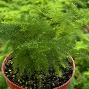 Asparagus Fern Live Plant – 4 Inch Pot – Delicate Indoor Houseplant - Image 6