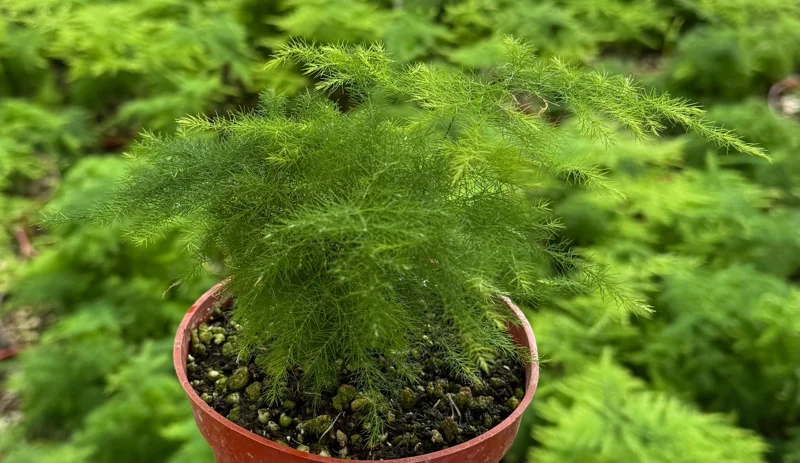Asparagus Fern Live Plant – 4 Inch Pot – Delicate Indoor Houseplant - Image 8