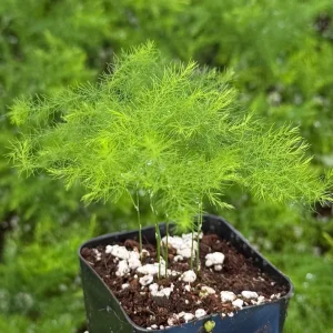 Asparagus Fern Live Plant – 4 Inch Pot – Delicate Indoor Houseplant - Image 9