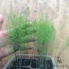 Asparagus Fern Live Plant, 4 Inch Pot, Mounding Annual, Indoor & Outdoor - Image 1