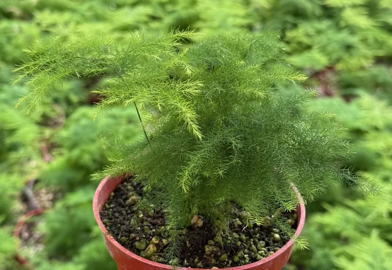 Asparagus Fern Live Plant - Delicate Indoor Houseplant - Image 1