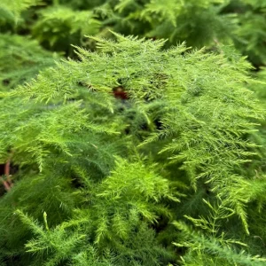 Asparagus Fern Live Plant - Delicate Indoor Houseplant - Image 2