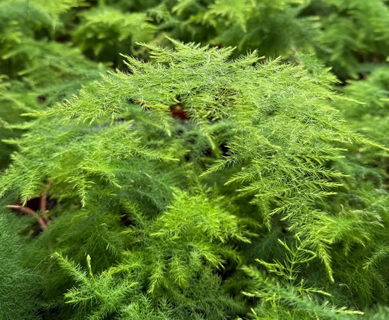Asparagus Fern Live Plant - Delicate Indoor Houseplant - Image 2