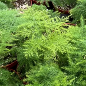 Asparagus Fern Live Plant - Delicate Indoor Houseplant - Image 3