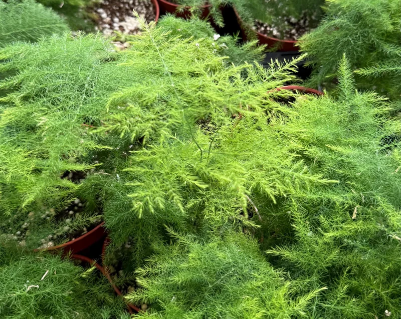 Asparagus Fern Live Plant - Delicate Indoor Houseplant - Image 3