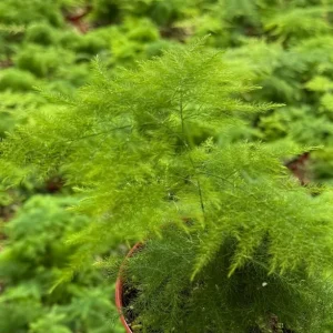 Asparagus Fern Live Plant - Delicate Indoor Houseplant - Image 4