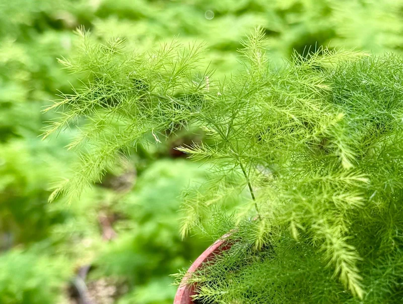 Asparagus Fern Live Plant - Delicate Indoor Houseplant - Image 5