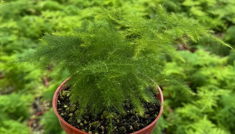 Asparagus Fern Live Plant - Delicate Indoor Houseplant - Image 6