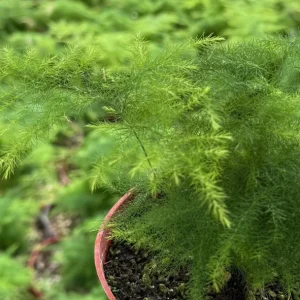 Asparagus Fern Live Plant - Delicate Indoor Houseplant - Image 7