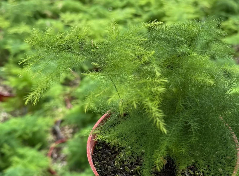 Asparagus Fern Live Plant - Delicate Indoor Houseplant - Image 7