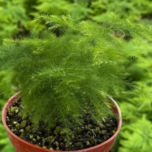 Asparagus Fern Live Plant - Delicate Indoor Houseplant - Image 8