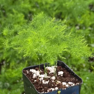 Asparagus Fern Live Plant - Delicate Indoor Houseplant - Image 9
