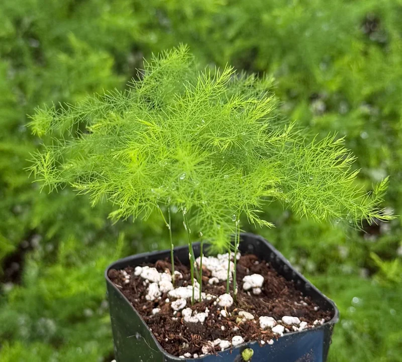 Asparagus Fern Live Plant - Delicate Indoor Houseplant - Image 9