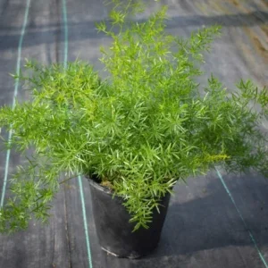 Asparagus Fern Live Plant - Mounding Annual - 4 Inch Pot Size - Indoor/Outdoor - Image 2