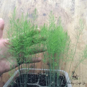 Asparagus Fern Live Plant - Mounding Annual, 4 Inch Pot Size, Indoor/Outdoor Green Foliage - Image 1