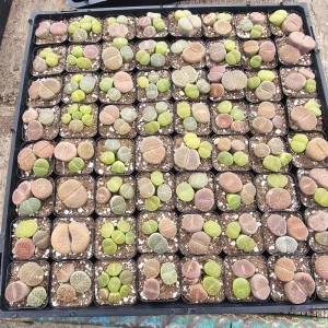 Assorted Lithops Live Plant – 2 inch pot – Living Stone Succulent - Image 2