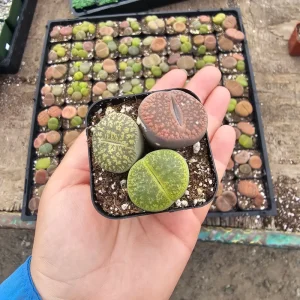 Assorted Lithops Live Plant – 2 inch pot – Living Stone Succulent - Image 1