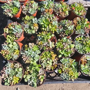 Assorted Succulent Live Plant Combo in 4in Pot - Host Gift & Decor - Image 2