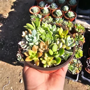 Assorted Succulent Live Plant Combo in 4in Pot - Host Gift & Decor - Image 3