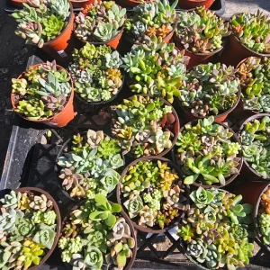 Assorted Succulent Live Plant Combo in 4in Pot - Host Gift & Decor - Image 4