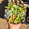 Assorted Succulent Live Plant Combo in 4in Pot - Host Gift & Decor - Image 1