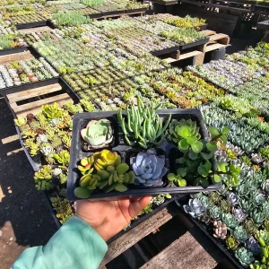 Assorted Succulent Live Plant Sampler - 6 Pack, 2in Pots - Party & Wedding Favors - Image 2