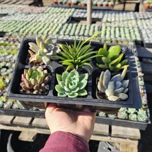 Assorted Succulent Live Plant Sampler - 6 Pack, 2in Pots - Party & Wedding Favors - Image 3
