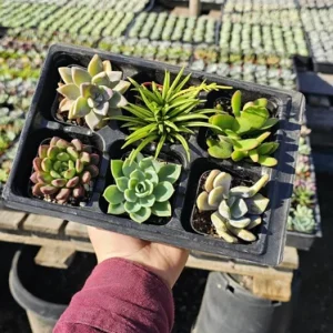 Assorted Succulent Live Plant Sampler - 6 Pack, 2in Pots - Party & Wedding Favors - Image 4