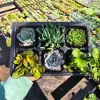 Assorted Succulent Live Plant Sampler - 6 Pack, 2in Pots - Party & Wedding Favors - Image 1