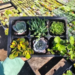 Assorted Succulent Live Plant Sampler - 6 Pack, 2in Pots - Party & Wedding Favors - Image 1